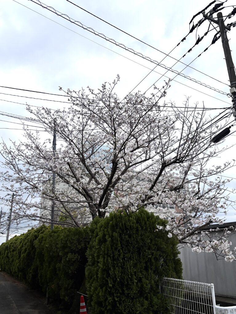 富貴苑【速報】📢✨