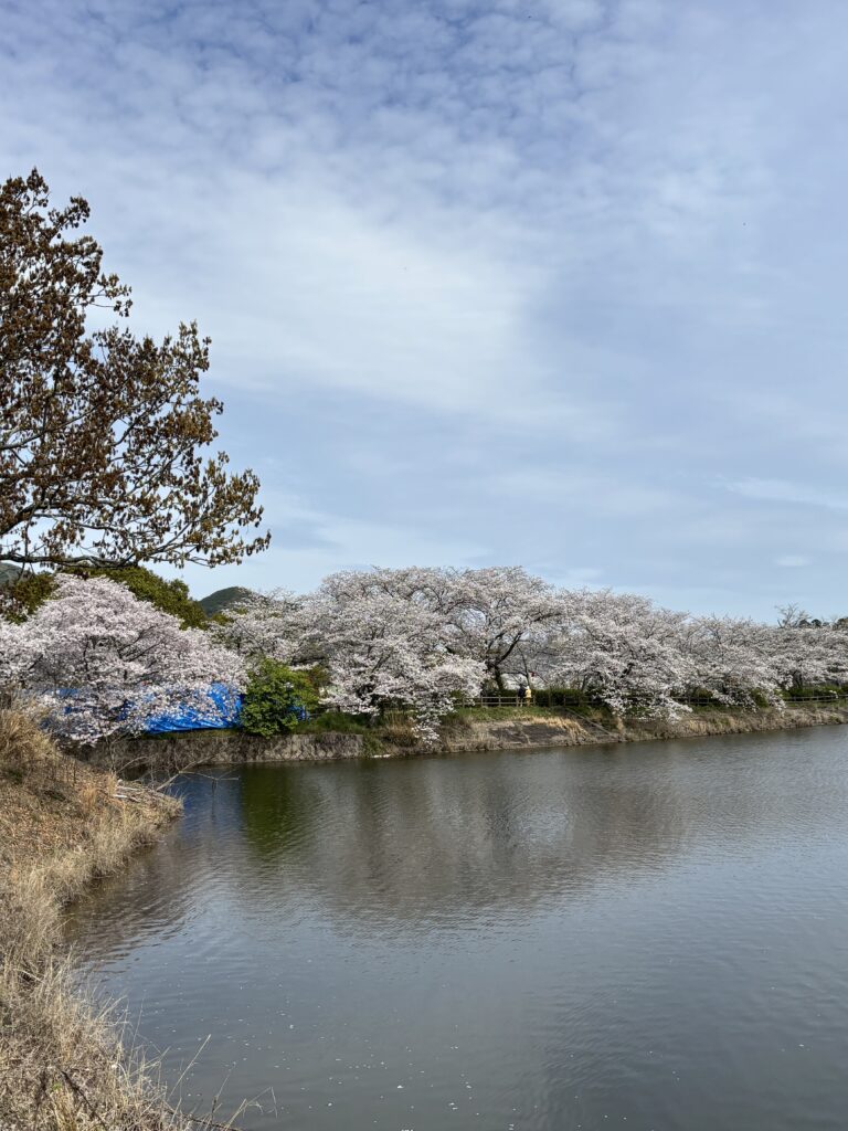 観桜会＆ショッピング