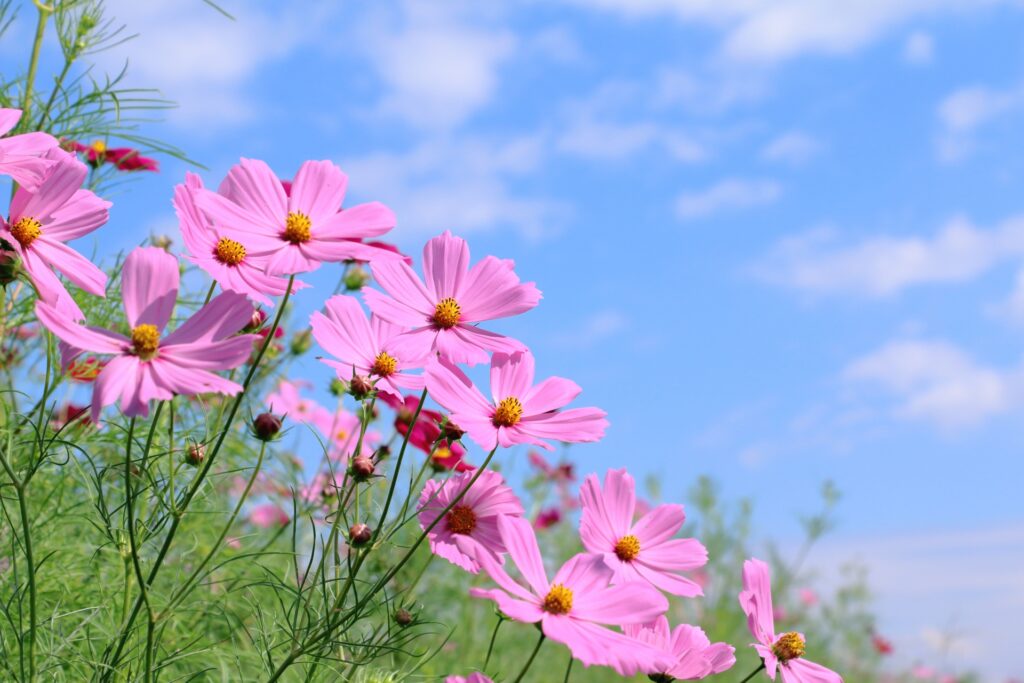 植物や自然と触れ合う心身の健康法